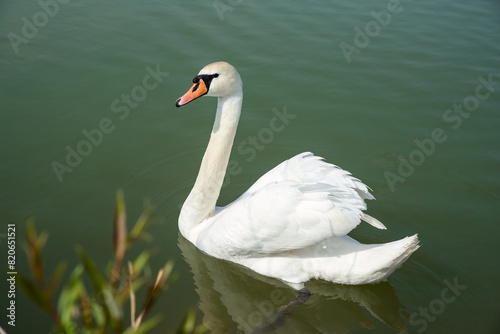 One white swan (Cygnus atratus) swimming in the lake in Russia photo