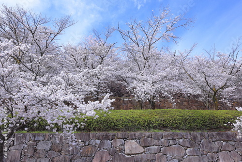  Maizuru Castle Park with cherry blossoms at Marunouchi, Kofu, Yamanashi, Japan photo