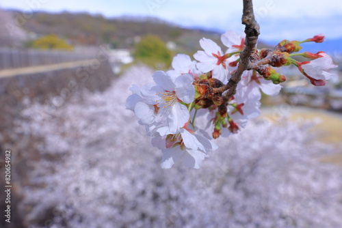  Maizuru Castle Park with cherry blossoms at Marunouchi, Kofu, Yamanashi, Japan photo