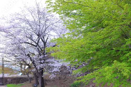  Maizuru Castle Park with cherry blossoms at Marunouchi, Kofu, Yamanashi, Japan photo