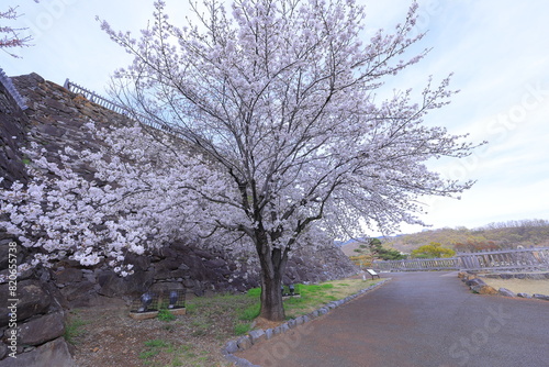  Maizuru Castle Park with cherry blossoms at Marunouchi, Kofu, Yamanashi, Japan photo