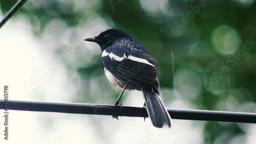 Kerala Birds