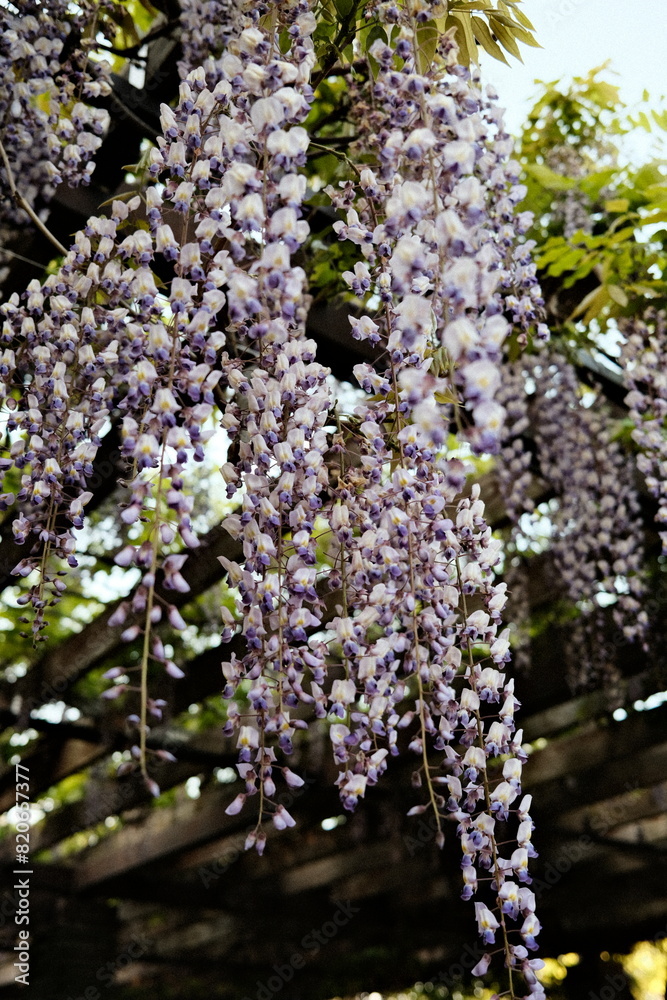 wisteria flowers present in the near Ohori Park Fukuoka of Japan