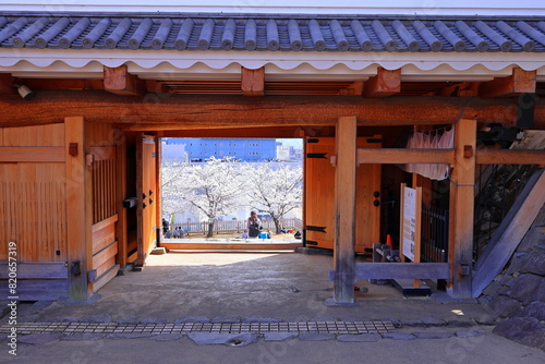  Maizuru Castle Park with cherry blossoms at Marunouchi, Kofu, Yamanashi, Japan photo