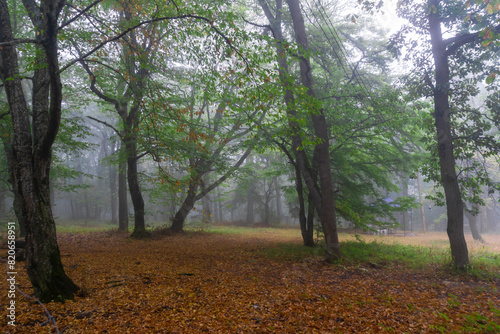 Trees on a carpet of orange leaves in an autumn forest against a background of fog