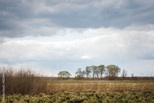 Spring landscape with view meadow with dry yellowed grass, trees on the horizon and blue cloudy sky