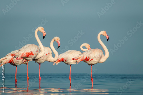 Wild african birds. Group birds of Greater african flamingos walking around the blue lagoon on a sunny day