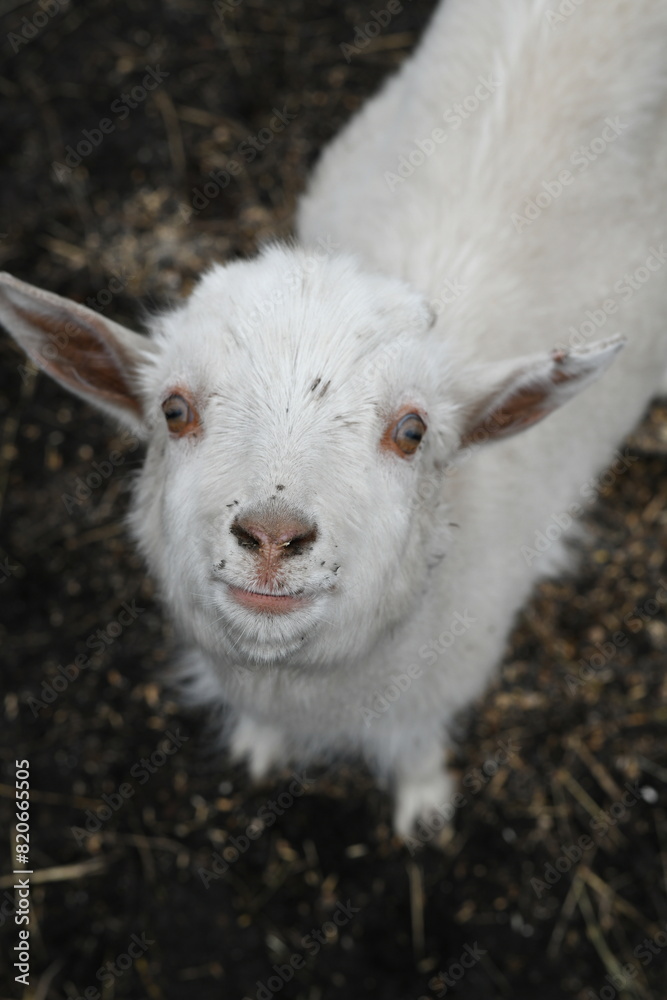 Portrait of a white goat outside on a farm Portrait of a white goat outside on a farm