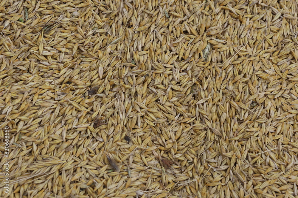 freshly farvested barley background in summer