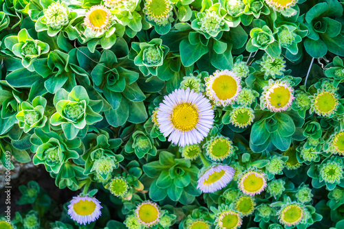 Seaside Daisy Flower (Erigeron Glaucus Ker Gawl) in Spring