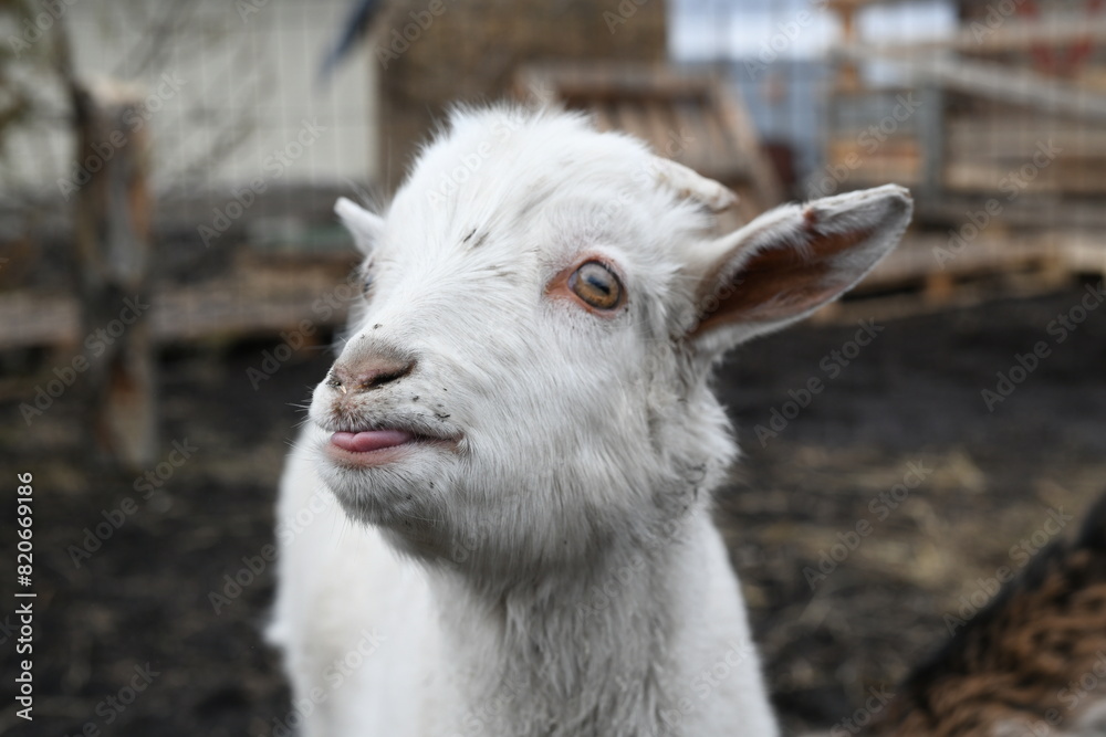 Portrait of a white goat outside on a farm Portrait of a white goat outside on a farm