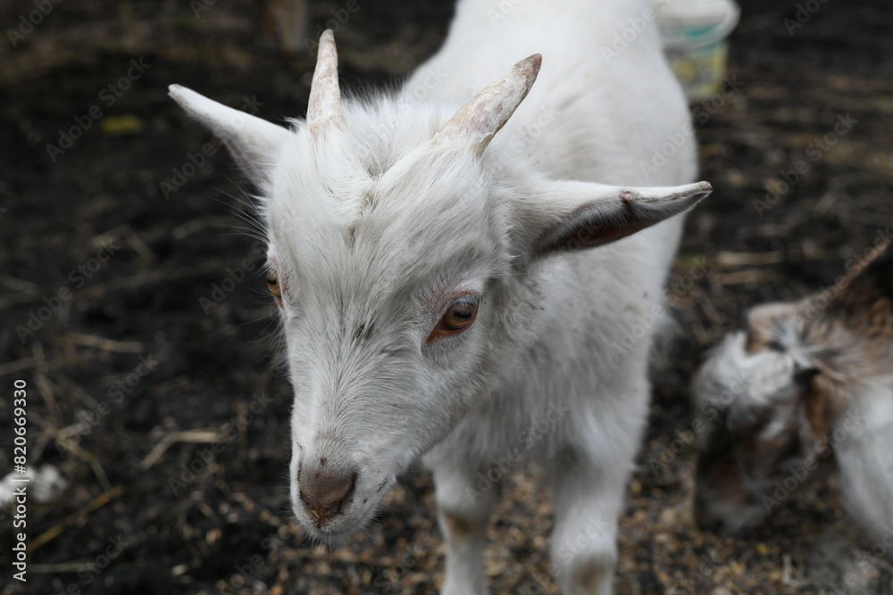 Portrait of a white goat outside on a farm Portrait of a white goat outside on a farm