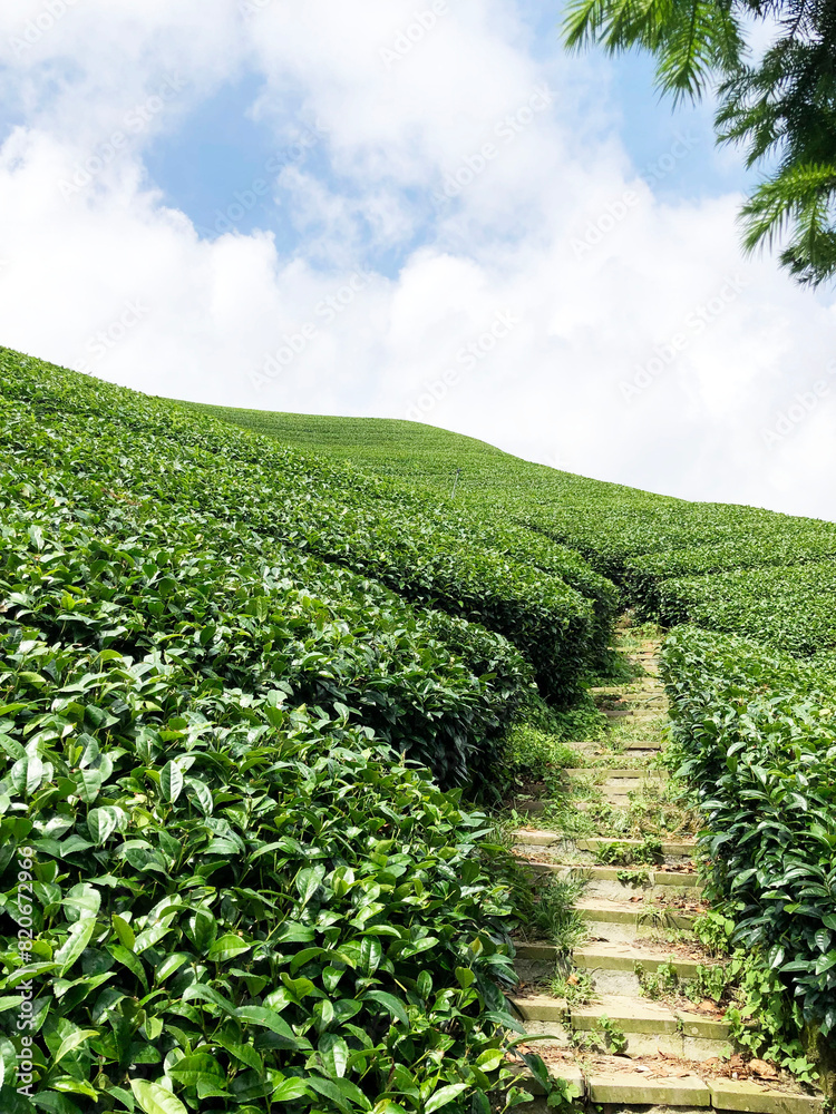 Obraz premium tea garden stairs