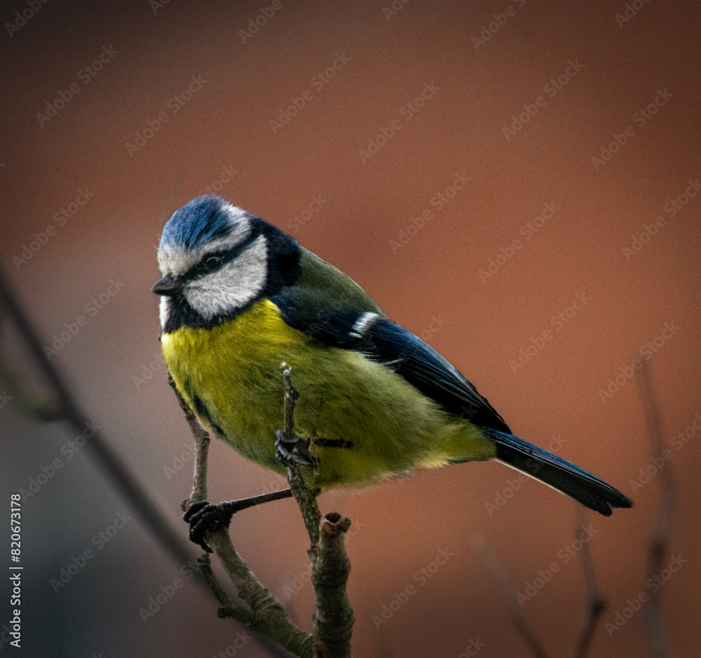 Obraz premium Feathered Poise: The Blue Tit's Confident Cling