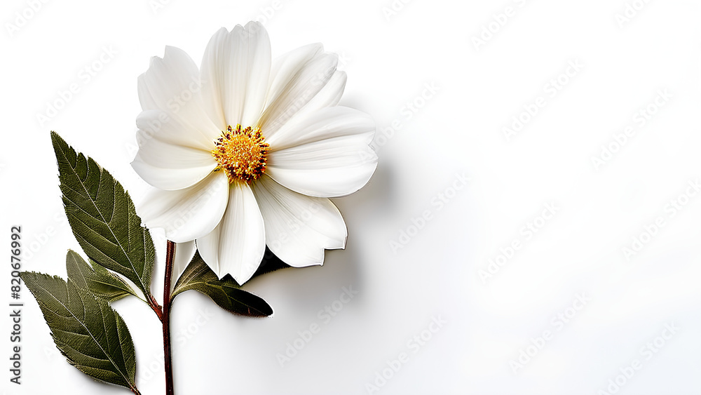 Obraz premium Beautiful flowers bring back memories.