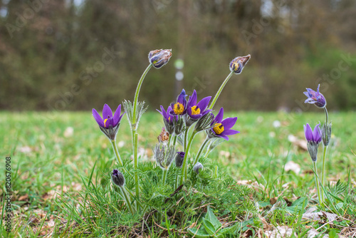 pasque flowers with purple blossoms in a meadow