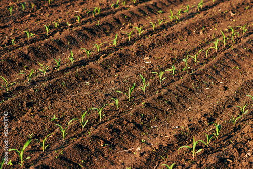 Corn seedlings in field, fresh green maize sprouts on agricultural plantation