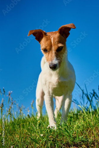 Jack Russell Terrier stands on green lawn and its gaze focused intently ahead. Outdoors portrait of dog against backdrop of clear sky