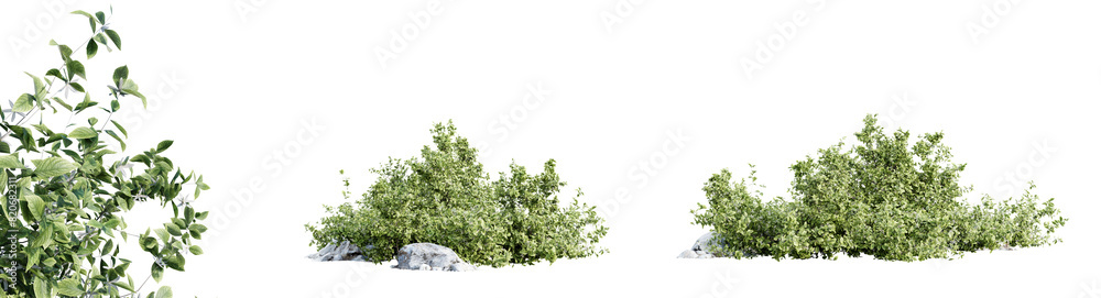 Aronia Melanocarpa shrub isolated on transparent background. 3D render. Aronia Melanocarpa shrub isolated on transparent background. 3D render.