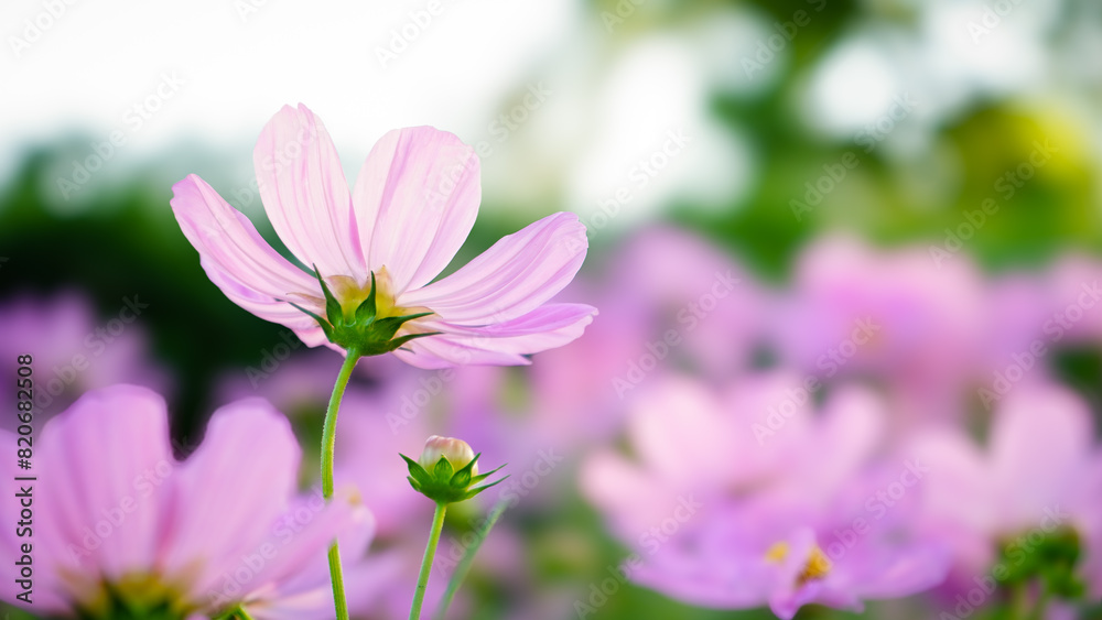 Pink cosmos flowers in the garden. Beautiful spring nature. Pink cosmos flowers in the garden. Beautiful spring nature.
