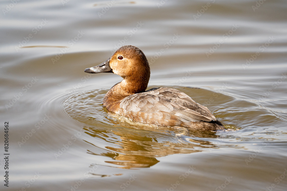 Common Pochard Aythya ferina swimming in the pool Common Pochard Aythya ferina swimming in the pool