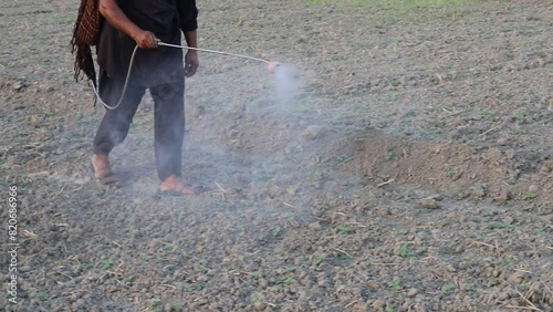 Farmers are spraying herbicide on the sesame crop. A farmer is spraying pesticides in a irrigator and protecting the sesame crop from pests. Crop being sprayed with a pump. 4K footage. photo