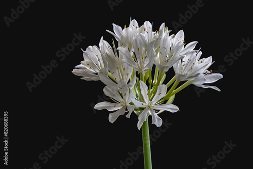 Closeup view of bright blooming white flowers of proiphys amboinensis aka Cardwell lily or northern Christmas lily isolated on black background photo