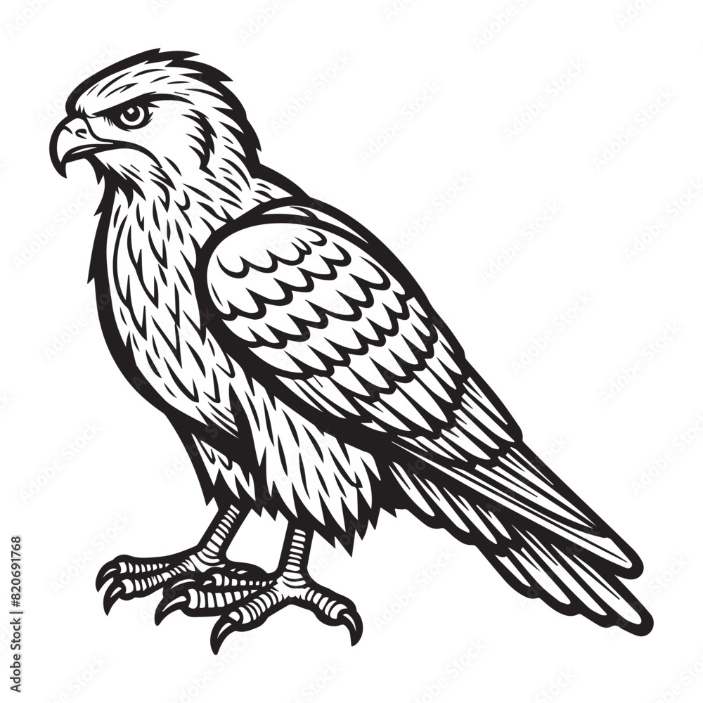 Fototapeta premium line art of hawk cartoon vector