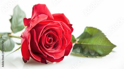 Red rose flower isolated on white background ,Beautiful Tender Red Rose Flower with stem Isolated on White background ,Concept for mothers day wedding greeting cards with copy space