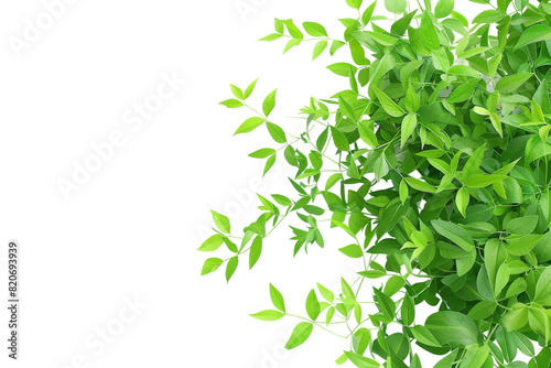 A Bunch of Green Leaves on a White Background