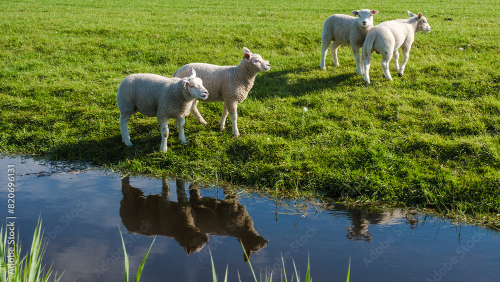 Fototapeta premium Three fluffy white sheep peacefully grazing in a lush grassy field near a serene pond under the clear blue sky.