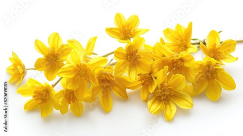 yellow flowers isolated on white background, Calendula flowers isolated on white background ,Marigold flower, Medicinal herbal plant, Set of Bidens cernua for natural background
 photo