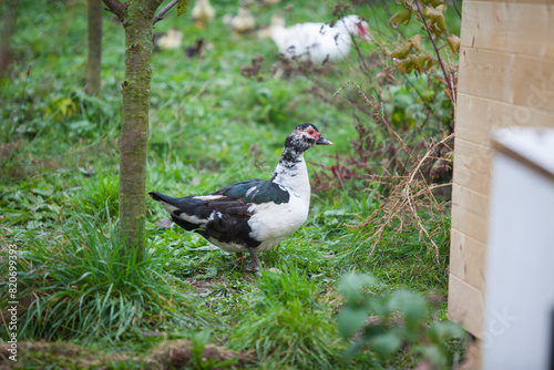  Muscovy duck at cloudy day in autumn
