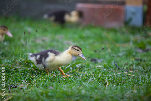   Little duckling of Muscovy duck at cloudy day in autumn