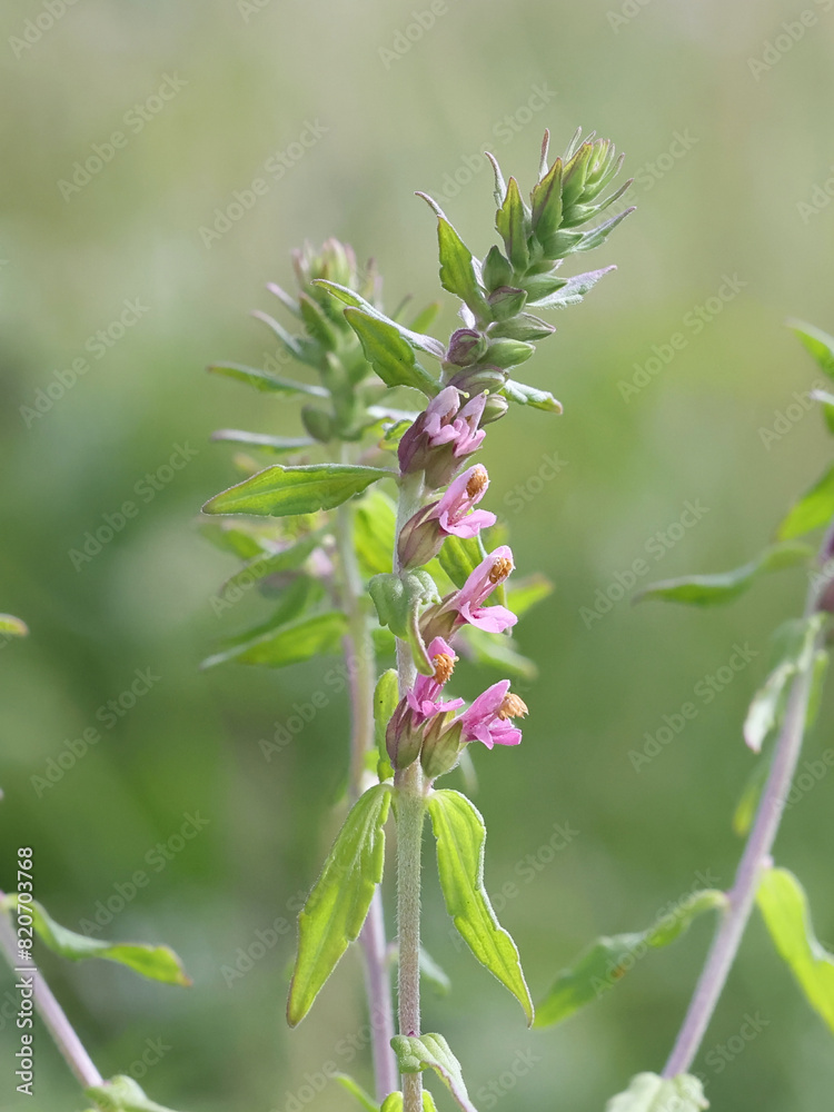Obraz premium Odontites litoralis ssp. fennicus, commonly known as Salt Bartsia or Red bartsia, endemic plant from Finland