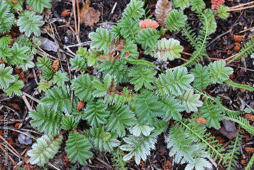 Silverweed, Argentina anserina, also called Potentilla anserina, basal rosette of a wild plant growing in Finland