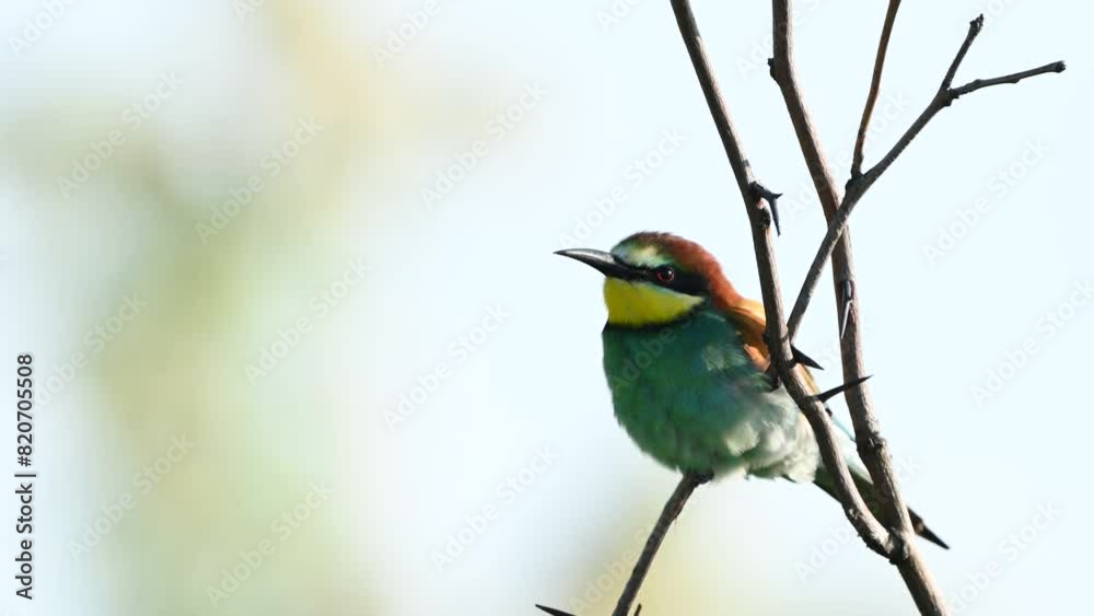 Beautiful bee eater Merops apiaster in the wild. Close up. Beautiful bee eater Merops apiaster in the wild. Close up.