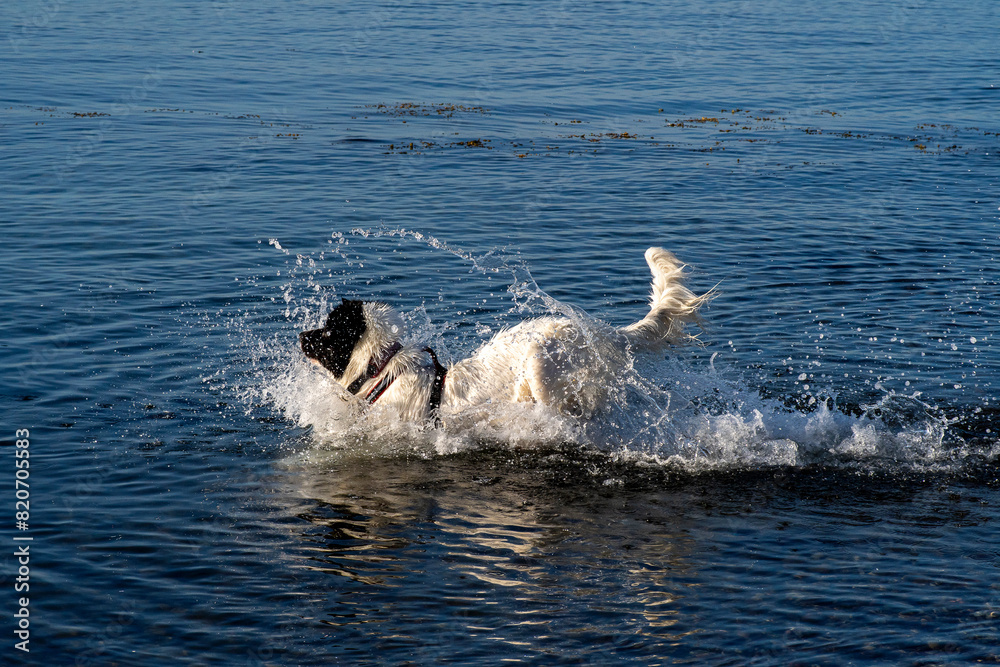 Obraz premium Spielende Landseer Hunde am Strand