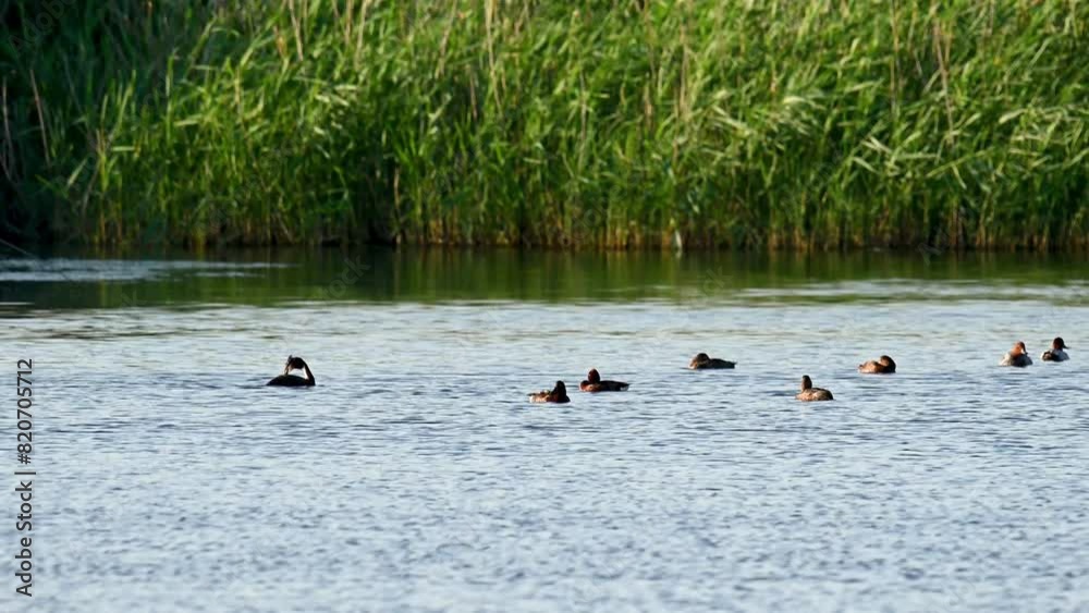 Wild ducks swim on the lake in the wild. Wild ducks swim on the lake in the wild.