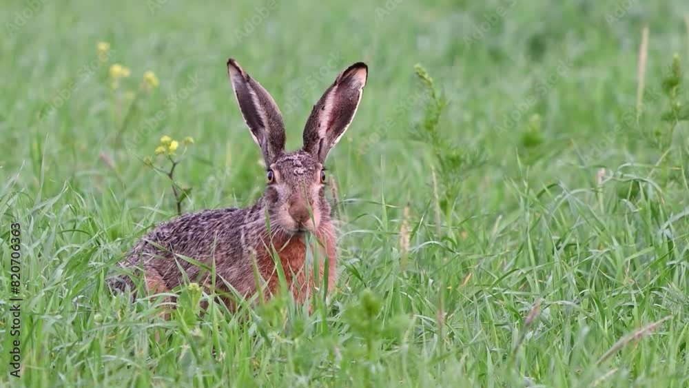 European hare lepus europaeus in the wild on the field. Close up. Slow motion. The hare is eating grass. European hare lepus europaeus in the wild on the field. Close up. Slow motion. The hare is eating grass.