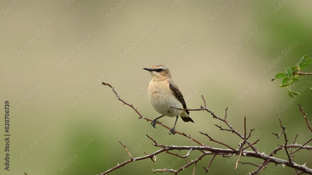 Northern Wheatear Oenanthe oenanthe, in the wild. Close up. Northern Wheatear Oenanthe oenanthe, in the wild. Close up.