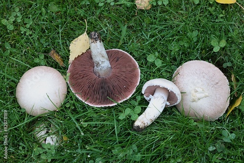 Agaricus campestris, commonly known as the field mushroom or meadow mushroom, wild edible fungus from Finland