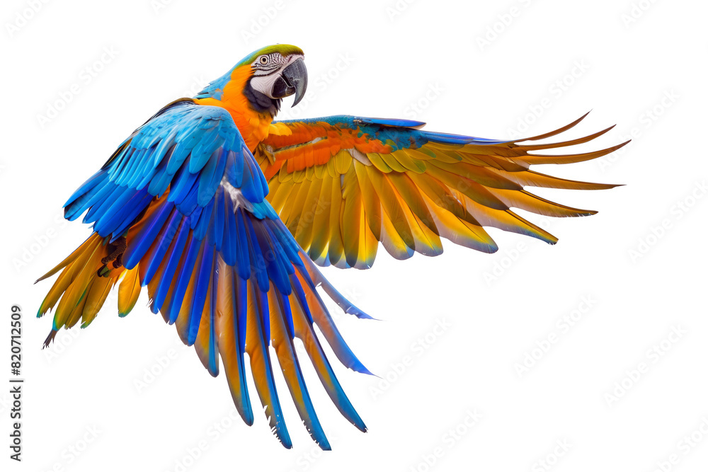 Fototapeta premium parrot