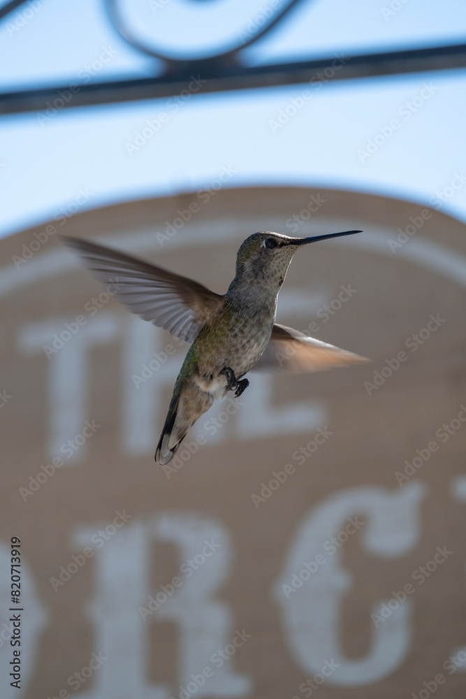 Fototapeta premium Hummingbird at feeder