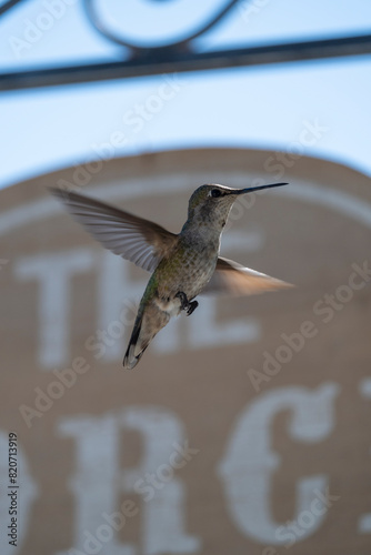 Hummingbird at feeder