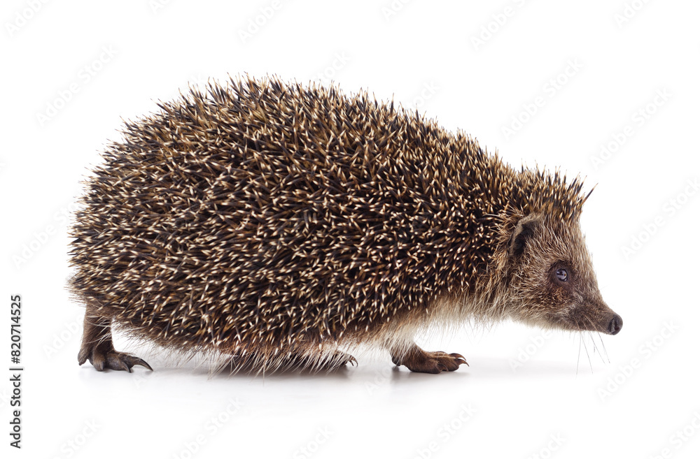 One hedgehog isolated. One hedgehog isolated.