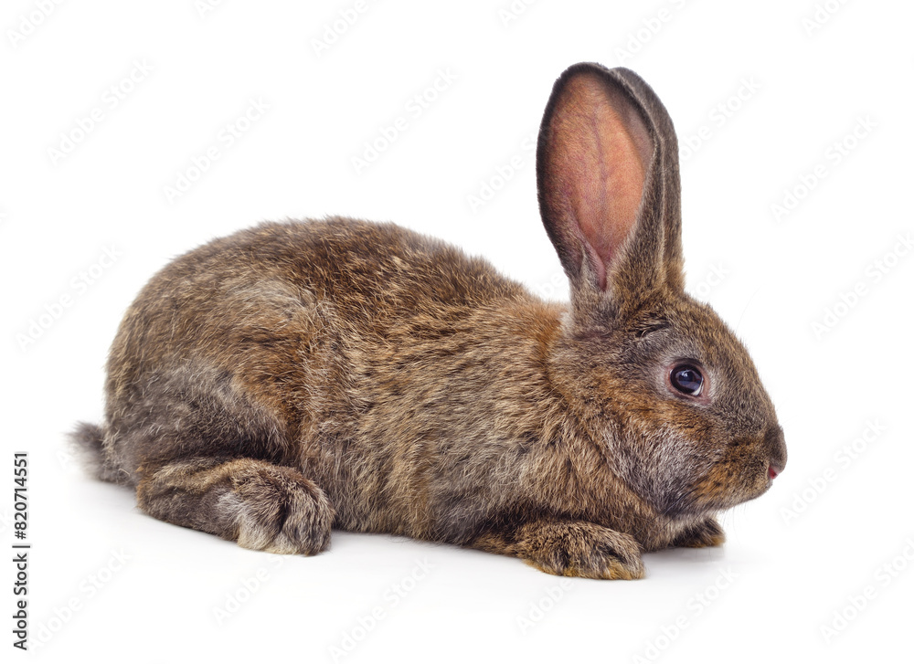 Obraz premium Grey small rabbit.