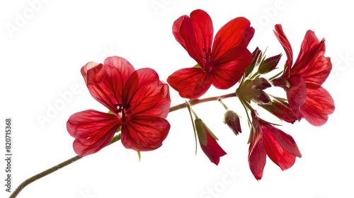 Close-up of vivid red flowers on a white background. Elegant floral arrangement concept. Beautiful flower for home decor and designs. AI