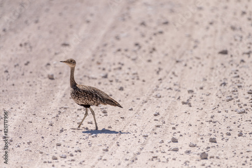 Telephoto shot of a red-crested bustard - Lophotis ruficrista- walking on the plains of Etosha National Park, Namibia. photo