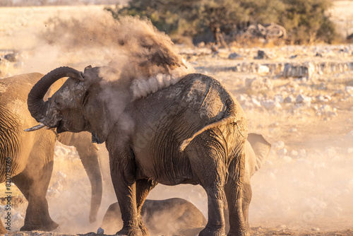 A group pf elephants covering themselves in dirt after having taken a bath in a waterhole. Etosha National Park, Namibia.
